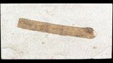 Plant Fossil (Part of Palm Frond?) - Wyoming #43673-1